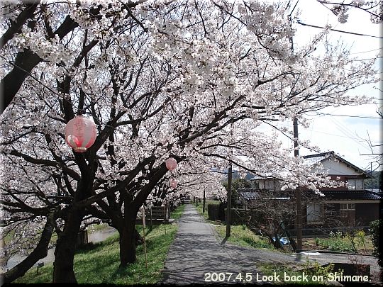 2007.04.05玉造温泉桜2.JPG