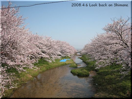 2008.04.06玉造温泉桜1.JPG
